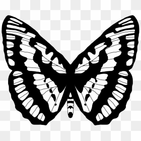 Black And White Butterfly - فراشة أبيض واٍود, HD Png Download - white butterfly png
