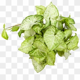 Syngonium White Butterfly - Leaf Vegetable, HD Png Download - white butterfly png