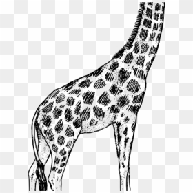Giraffe Clipart Black And White Giraffe Drawing Clip - Giraffe Black And White Cartoon, HD Png Download - giraffe clipart png
