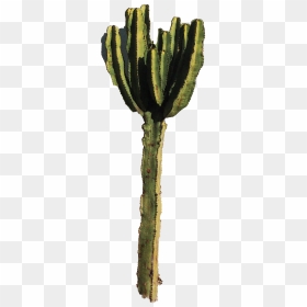 Cactus Wallpaper For Walls - Selenicereus Hamatus, HD Png Download - cactus png tumblr