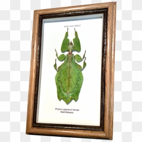 Wildwood Insects Framed Tropical Leaf Insect - Picture Frame, HD Png Download - insects png