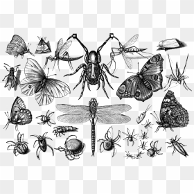 Insecten, HD Png Download - insects png