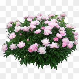 Png Cutout Tree - Pink Flower Bush Png, Transparent Png - tree cutout png