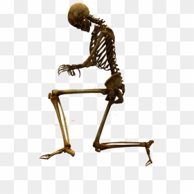 Bone Skeleton Skull Free Photo - Skull Full Body Png, Transparent Png - bone pile png