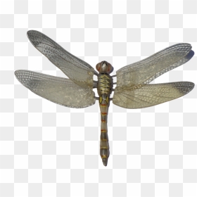 Dragonfly Png Image - Dragonfly Png Png, Transparent Png - insects png