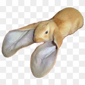 Large Cutouts Animalrabbit - Rabbit With Large Ears, HD Png Download - rabbit ears png