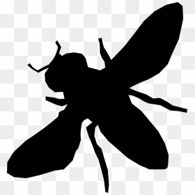 Insect, HD Png Download - insects png