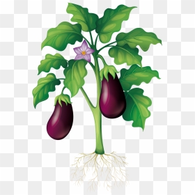 Eggplant Clipart Garden - Stem Of A Plant Diagram, HD Png Download - vegetable garden png