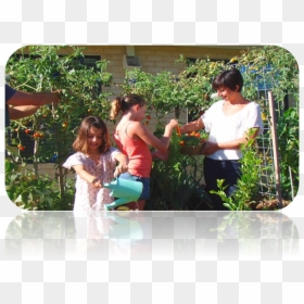 Transparent Vegetable Garden Png - Fir, Png Download - vegetable garden png