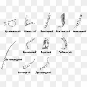 Insect Antennae-rus - Different Type Of Antenna In Insects, HD Png Download - insects png