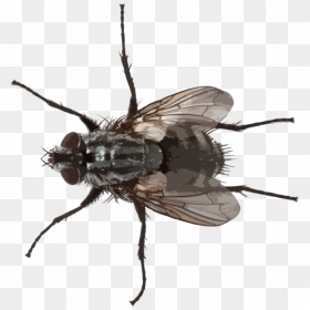 Flying Pests Hr - Small Fly Png Transparent, Png Download - insects png