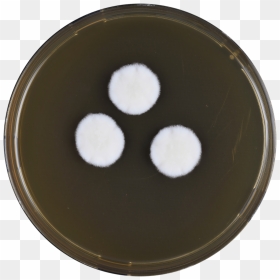 Aspergillus Californicus Meaox - Chocolate, HD Png Download - recipe png