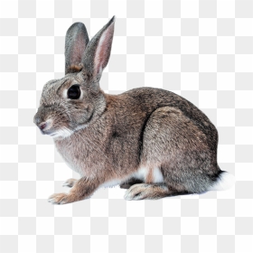 Hare Png, Transparent Png - rabbit ears png