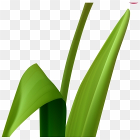 Grass Clipart , Png Download - Grass, Transparent Png - blades of grass png