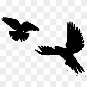 Image Silhouette Eagle Bird Clip Art - Birds, HD Png Download - wing silhouette png