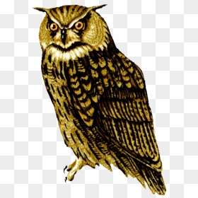 Owl Png - Realistic Owl Clipart, Transparent Png - owls png
