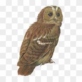 Tawny Owl Bird Barred Owl Clip Art - Owl Png, Transparent Png - owls png