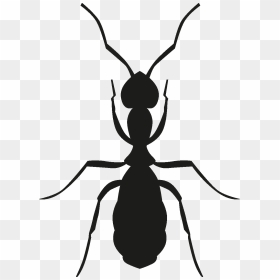 Insects Set [silhouette] Png - Animated Ant Images Walk, Transparent Png - insects png