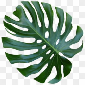 Transparent Monstera Leaf Png, Png Download - vhv