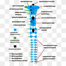 Insects Nervous System-rus - Nervous System Of Insects Hd, HD Png Download - insects png