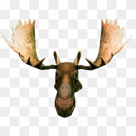 Moose Head Png, Picture - Moose Head Transparent, Png Download - moose head png