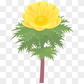 Amur Adonis Flower Clipart - English Marigold, HD Png Download - flower field png