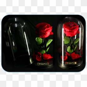 Forever-rose In The Glass Dome From The Movie Beauty - Garden Roses, HD Png Download - glass dome png