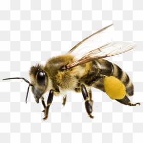 Bee Png Transparent Image - Honey Bee Transparent Background, Png Download - insects png