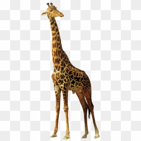 Giraffe Animals Nature Africa Png Image - African Animals Png, Transparent Png - giraffe clipart png