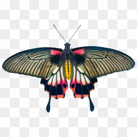 Butterflies, HD Png Download - insects png