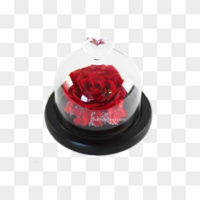Bebe Glass Dome , Png Download, Transparent Png - glass dome png