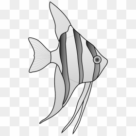 Black And White Angel Fish - Drawings Of Angel Fish, HD Png Download - fish outline png