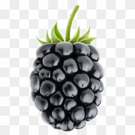 Blackberry Fruit Png - Blackberry Png, Transparent Png - blackberries png