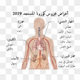 Symptoms Of Coronavirus Disease 2019 In Arabic - Symptoms Of Covid 19, HD Png Download - arabic png