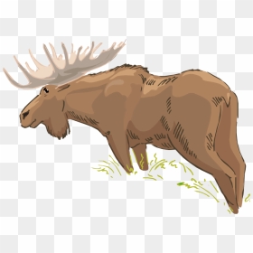 Wildlife Clipart Moose Head , Png Download - Bull, Transparent Png - moose head png