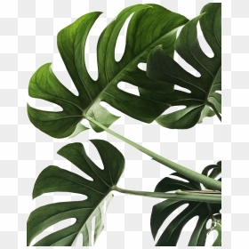 Minimalist Aesthetic Plant Background, HD Png Download - monstera leaf png