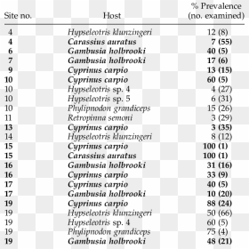 Human Cytokines Primer Sequences, HD Png Download - cuadricula png