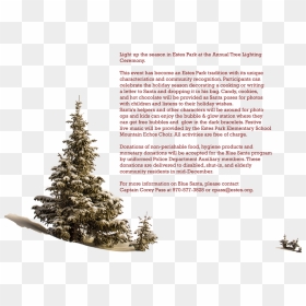 Picture - Christmas Tree, HD Png Download - christmas tree lights png