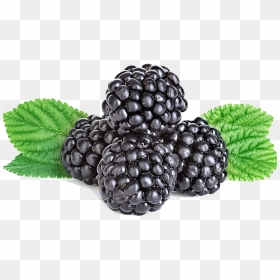 Boysenberry , Png Download - Blackberry, Transparent Png - blackberries png