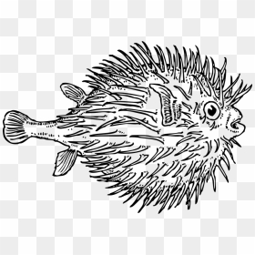 Marine Fish Clipart Puffer Fish - Blowfish Black And White, HD Png Download - fish outline png