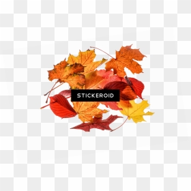 Autumn Leaves Collection - Portable Network Graphics, HD Png Download - red leaf png
