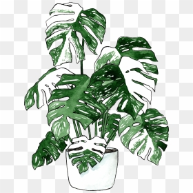 Monstera Leaf Vector Png, Transparent Png - vhv