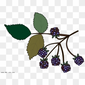 Wild Berries Clipart No Background - Bramble Clipart, HD Png Download - blackberries png
