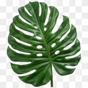 Monstera Leaf, HD Png Download - monstera leaf png
