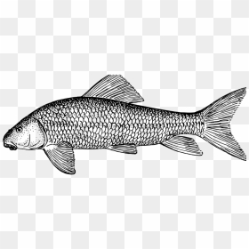 Detailed Fish Coloring Pages, HD Png Download - fish outline png