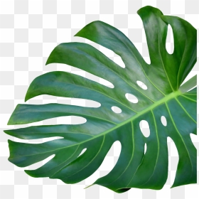 Transparent Health Center Clipart - Monstera Deliciosa, HD Png Download - monstera leaf png