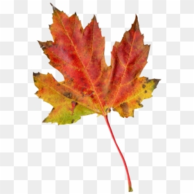 Autumn Leaf - Autumn Leaf Photography, HD Png Download - red leaf png