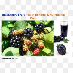 Blackberry Fruit, HD Png Download - blackberries png