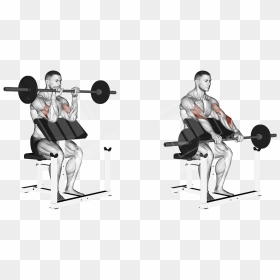 Zercher Squat, HD Png Download - muscle arms png