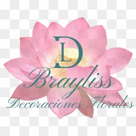 Brayliss Logo Final - Sacred Lotus, HD Png Download - decoraciones png